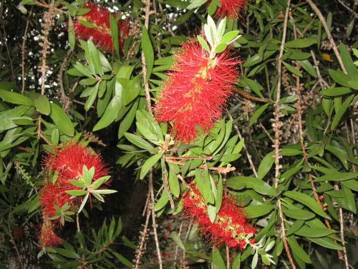 Bottlebrush - Callistemon spp.