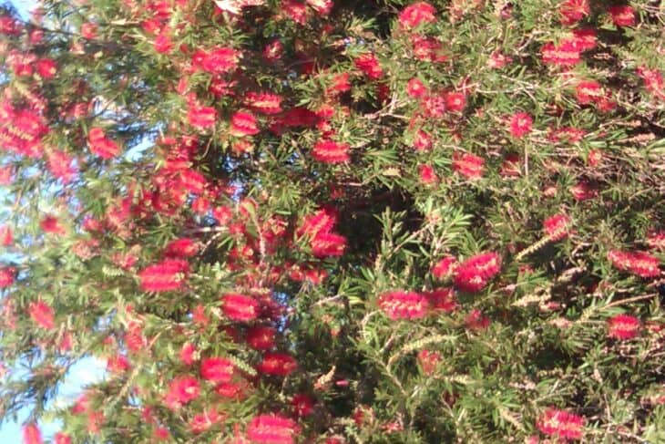 Bottlebrush - Callistemon spp.