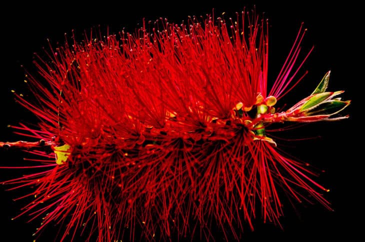 Bottlebrush - Callistemon spp.