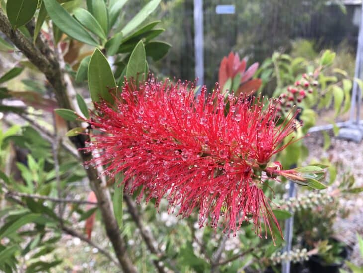 Bottlebrush - Callistemon spp.