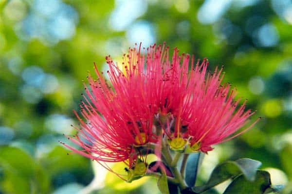Bottlebrush - Callistemon spp.