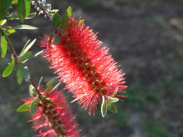 Bottlebrush - Callistemon spp.