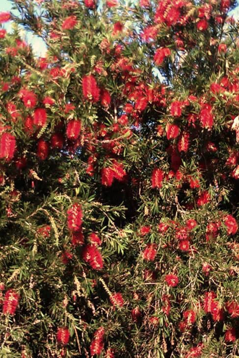 Bottlebrush - Callistemon spp.