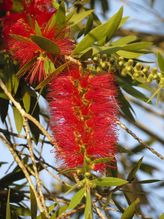 Bottlebrush - Callistemon spp.