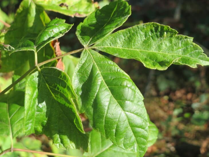 Boxelder - Acer negundo