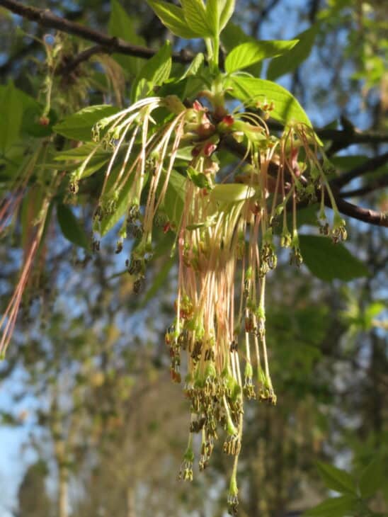 Boxelder - Acer negundo