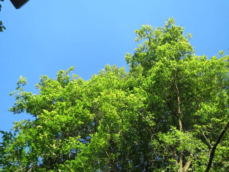 Boxelder - Acer negundo