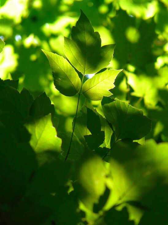 Boxelder - Acer negundo