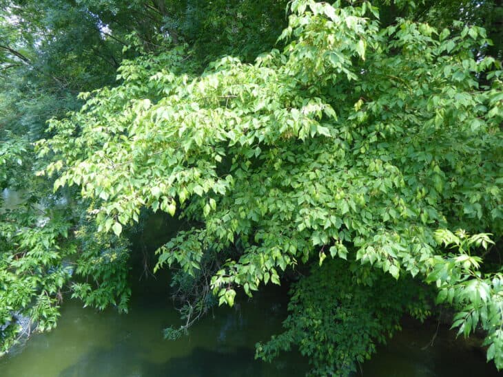 Boxelder - Acer negundo