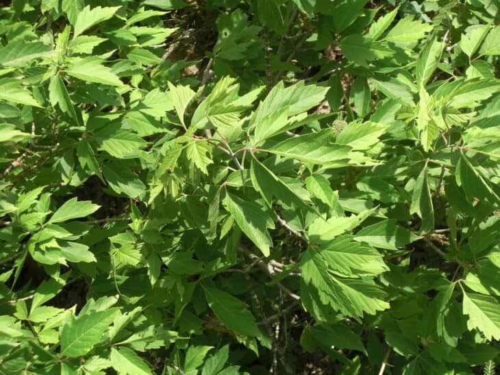 Boxelder - Acer negundo