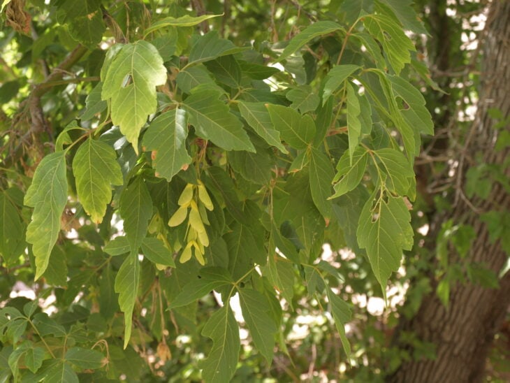 Boxelder - Acer negundo