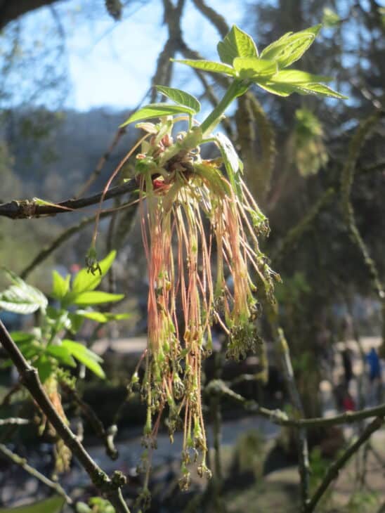 Boxelder - Acer negundo