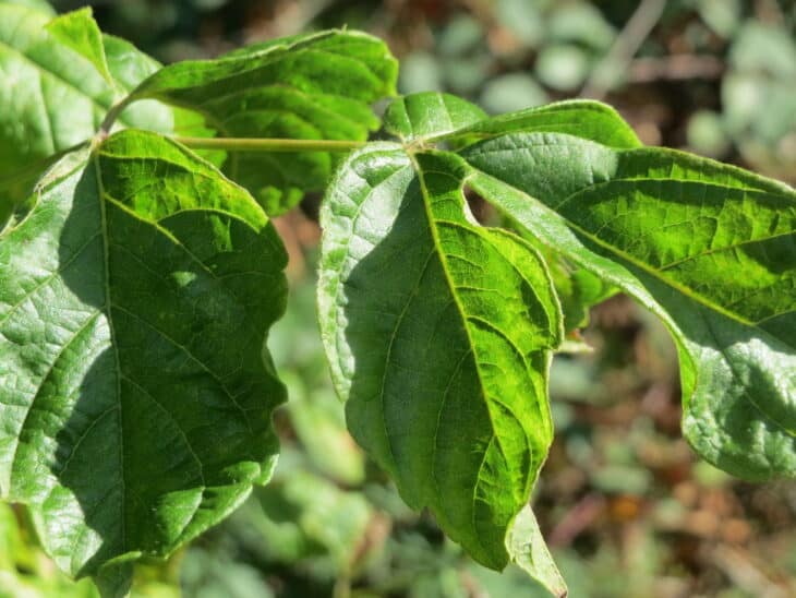 Boxelder - Acer negundo