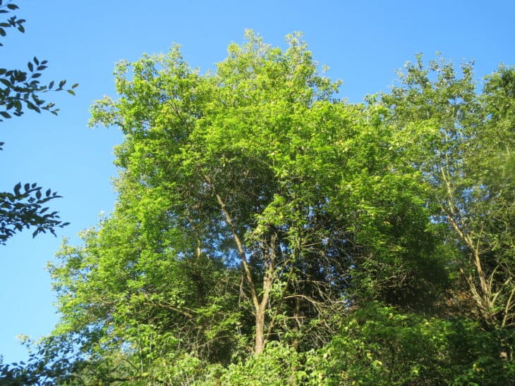 Boxelder - Acer negundo