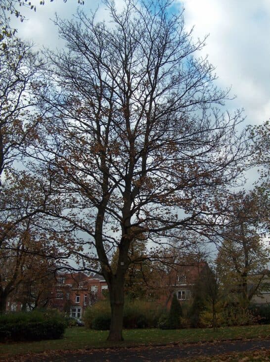 Boxelder - Acer negundo