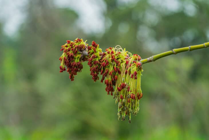 Boxelder - Acer negundo