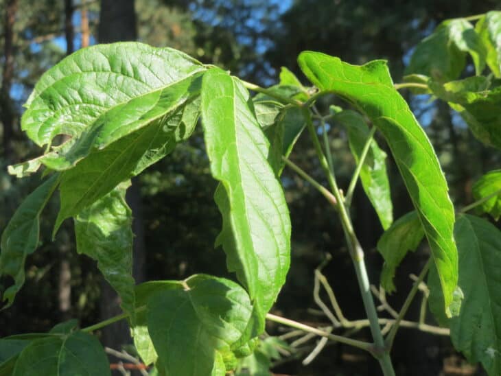 Boxelder - Acer negundo