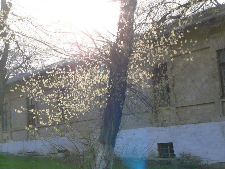 Boxelder - Acer negundo