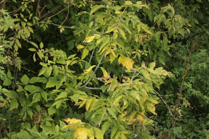 Boxelder - Acer negundo