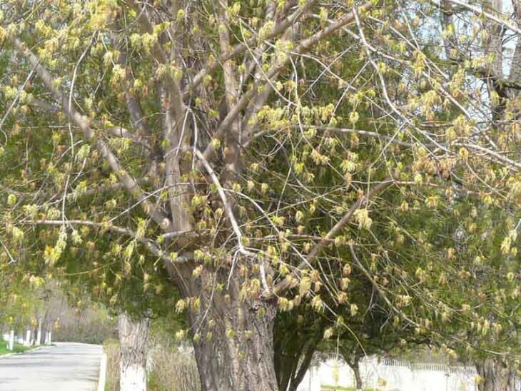 Boxelder - Acer negundo