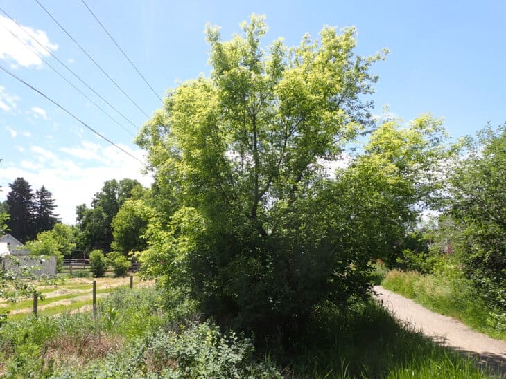 Boxelder - Acer negundo