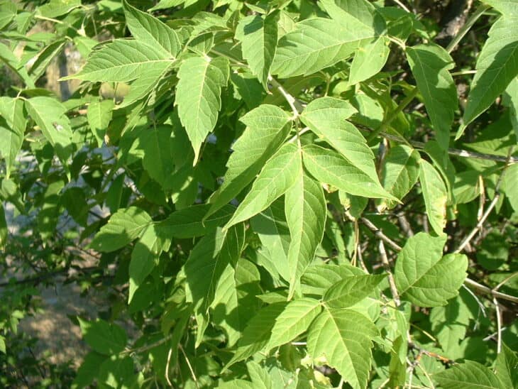 Boxelder - Acer negundo