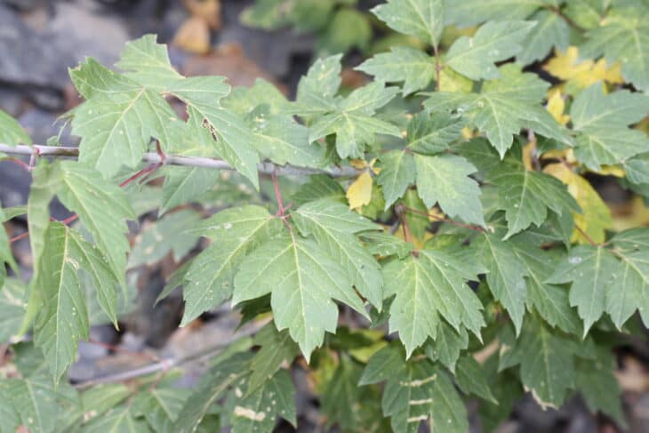Boxelder - Acer negundo