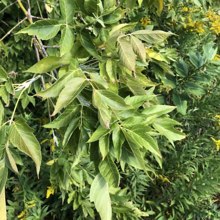 Boxelder - Acer negundo