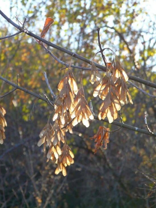 Boxelder - Acer negundo