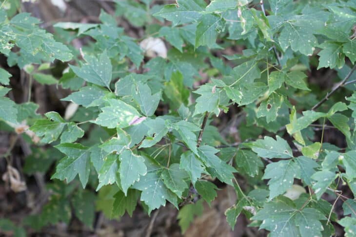 Boxelder - Acer negundo