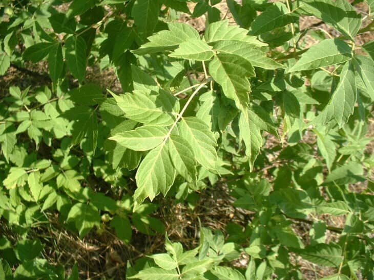 Boxelder - Acer negundo