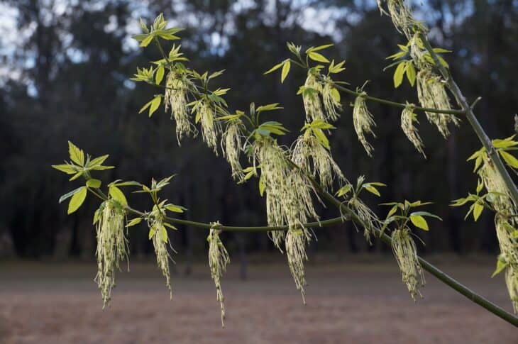Boxelder - Acer negundo