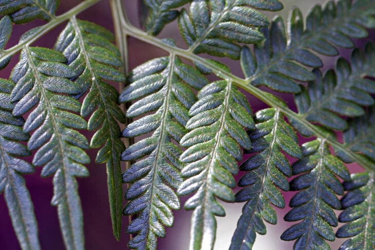 Bracken Fern - Pteridium esculentum