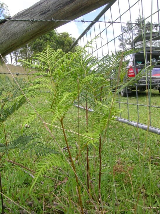 Bracken Fern - Pteridium esculentum