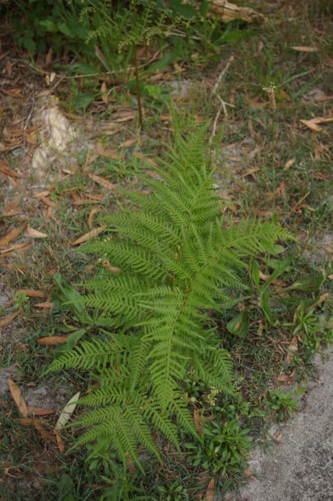 Bracken Fern - Pteridium esculentum
