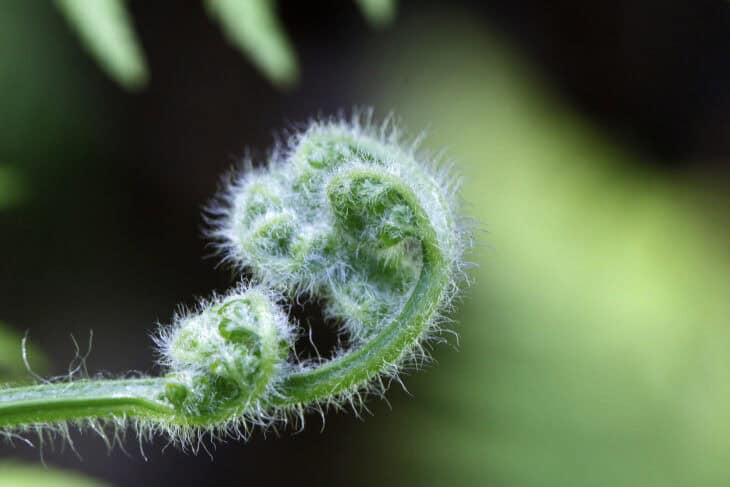 Bracken Fern - Pteridium esculentum