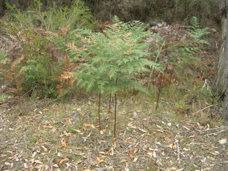 Bracken Fern - Pteridium esculentum