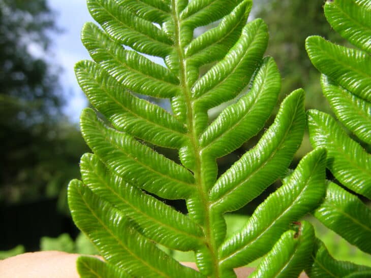 Bracken Fern - Pteridium esculentum