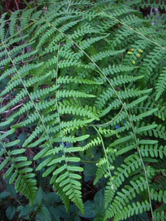 Bracken Fern - Pteridium esculentum