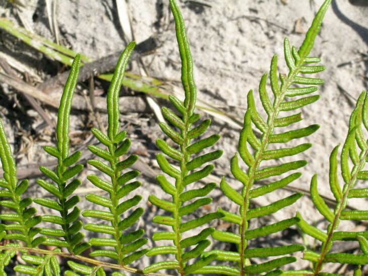 Bracken Fern - Pteridium esculentum
