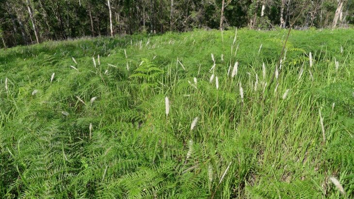 Bracken Fern - Pteridium esculentum