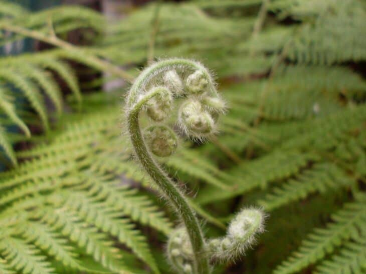 Bracken Fern - Pteridium esculentum