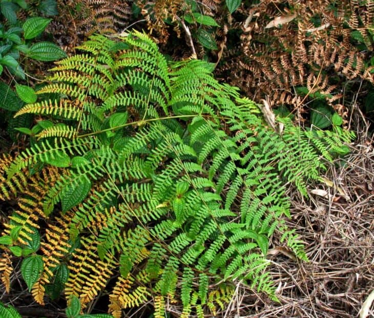 Bracken Fern - Pteridium esculentum