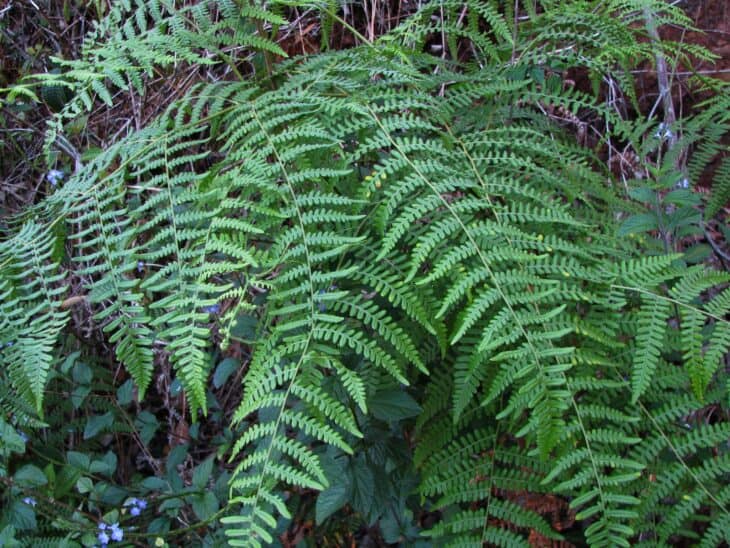 Bracken Fern - Pteridium esculentum