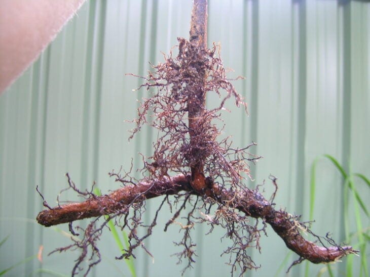 Bracken Fern - Pteridium esculentum