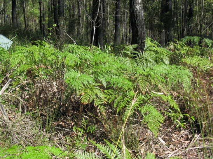 Bracken Fern - Pteridium esculentum