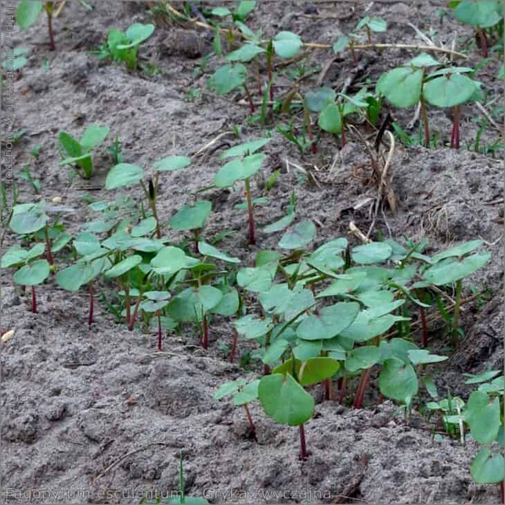 Buckwheat - Fagopyrum esculentum