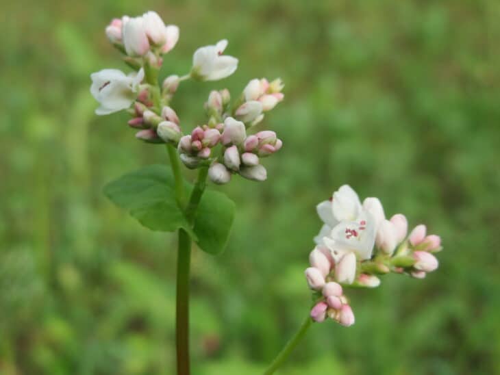 Buckwheat - Fagopyrum esculentum