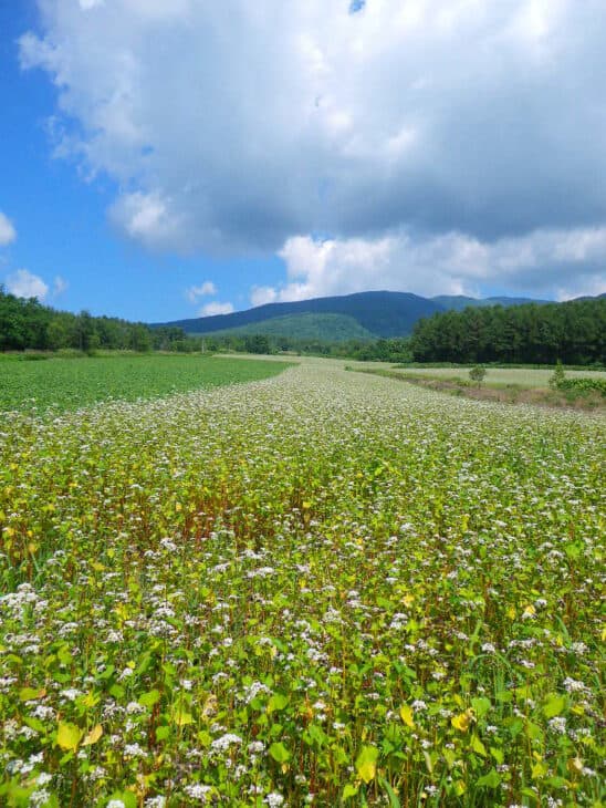 Buckwheat - Fagopyrum esculentum