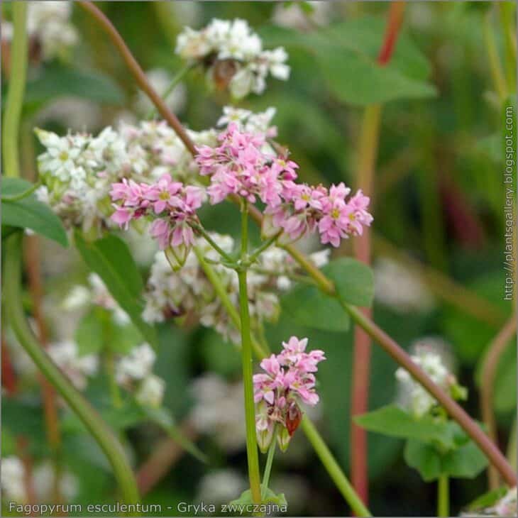 Buckwheat - Fagopyrum esculentum